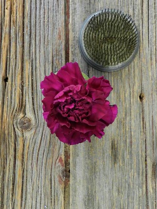 ZAFIRO PURPLE CARNATIONS